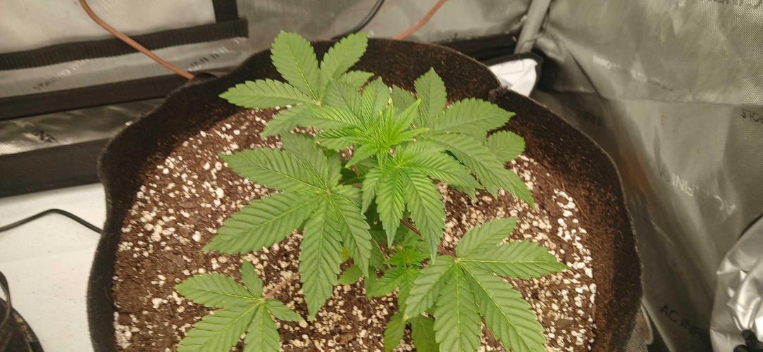 Purple Octane Fem. Week 2