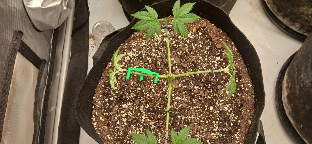 Purple Octane Fem. Week 3