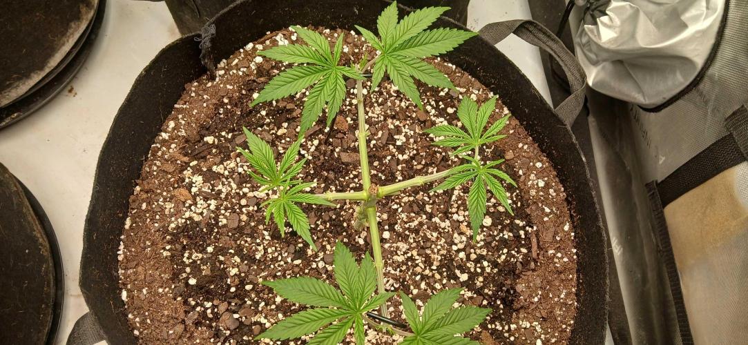 Purple Octane Fem. Week 3