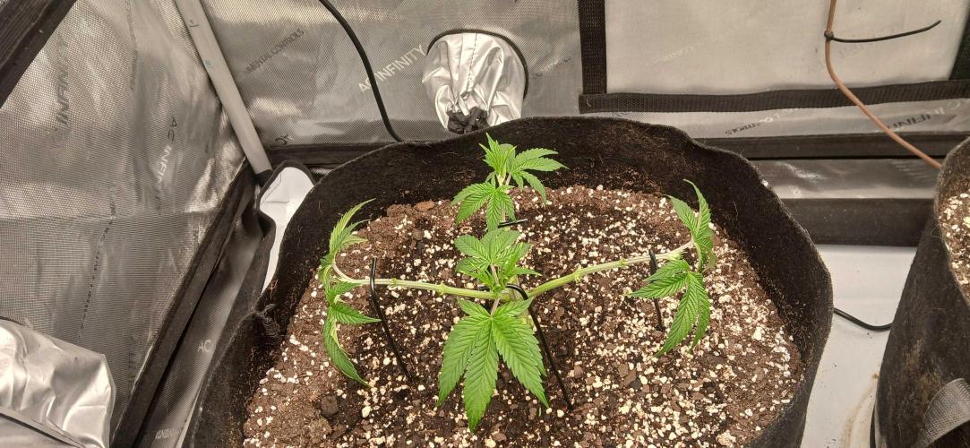 Purple Octane Fem. Week 3
