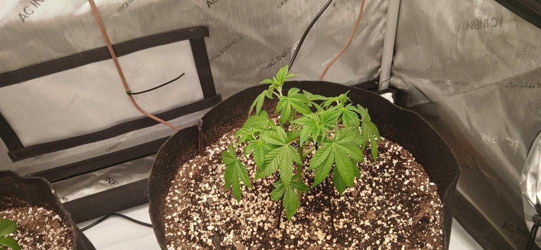 Purple Octane. Week 3