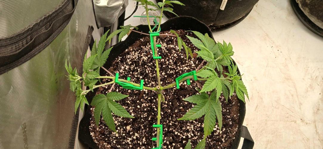 Purple Octane Fem. Week 4