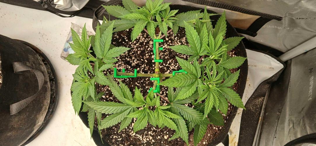 Purple Octane Fem. Week 4