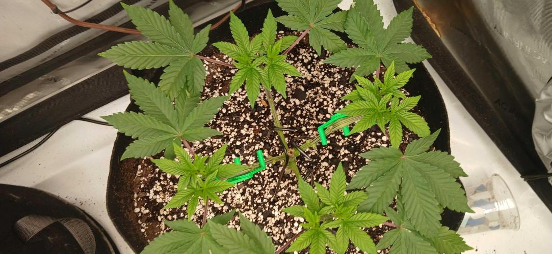 Purple Octane Fem. Week 4