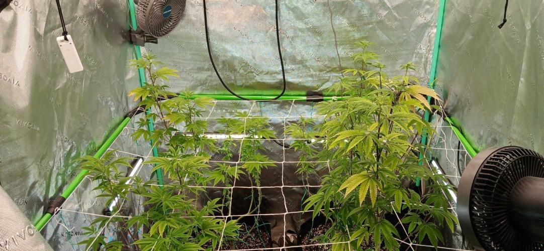Purple Octane Fem. Week 11