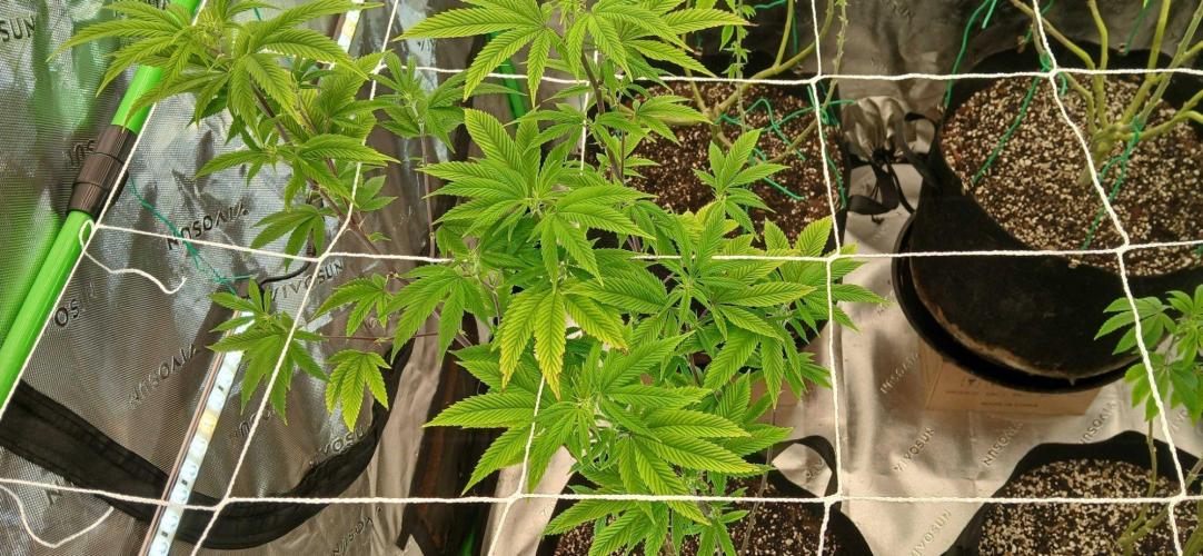 Purple Octane Fem. Week 11