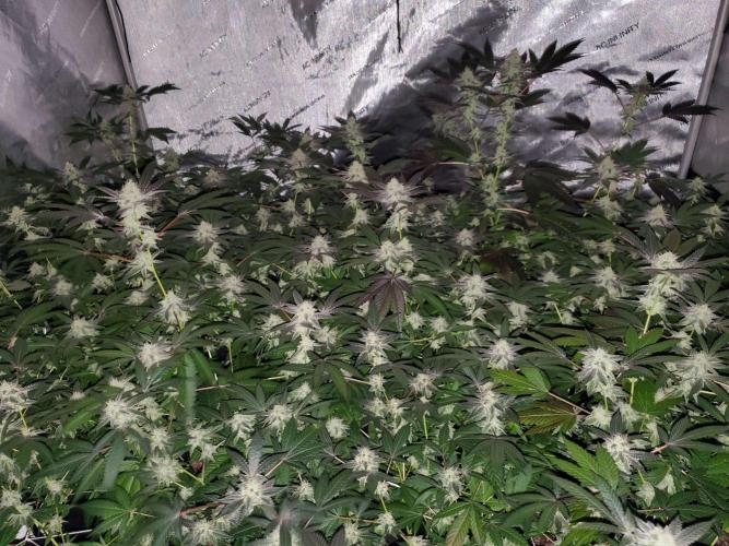 Block Monster Run II. Week 6