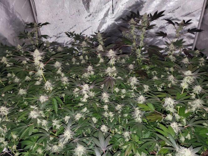 Block Monster Run II. Week 6