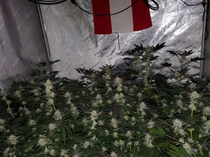 Block Monster Run II. Week 6