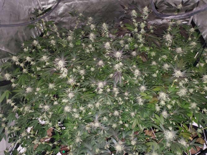 Block Monster Run II. Week 6