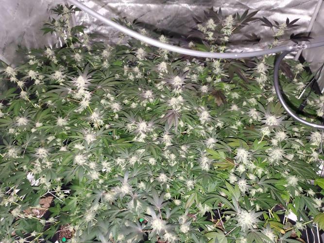 Block Monster Run II. Week 6