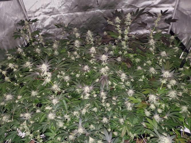 Block Monster Run II. Week 6