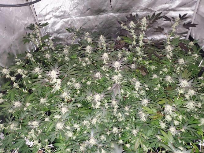 Block Monster Run II. Week 6