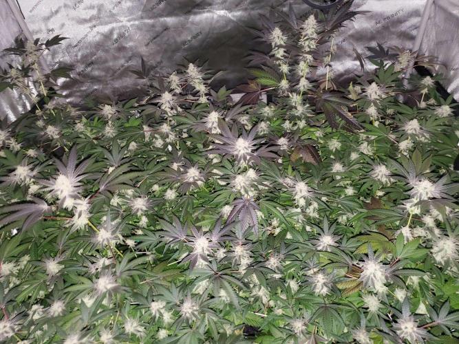 Block Monster Run II. Week 7