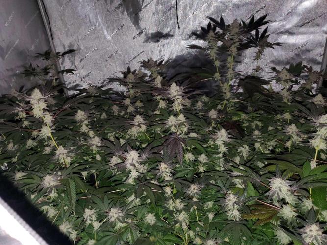 Block Monster Run II. Week 7