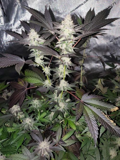 Block Monster Run II. Week 7