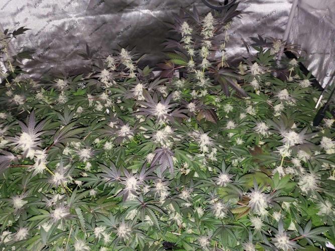 Block Monster Run II. Week 7