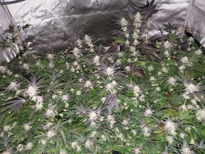 Block Monster Run II. Week 7