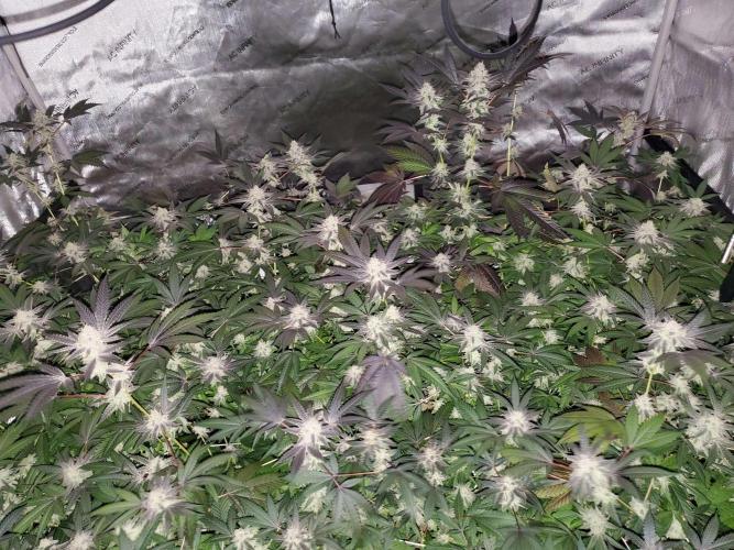 Block Monster Run II. Week 7