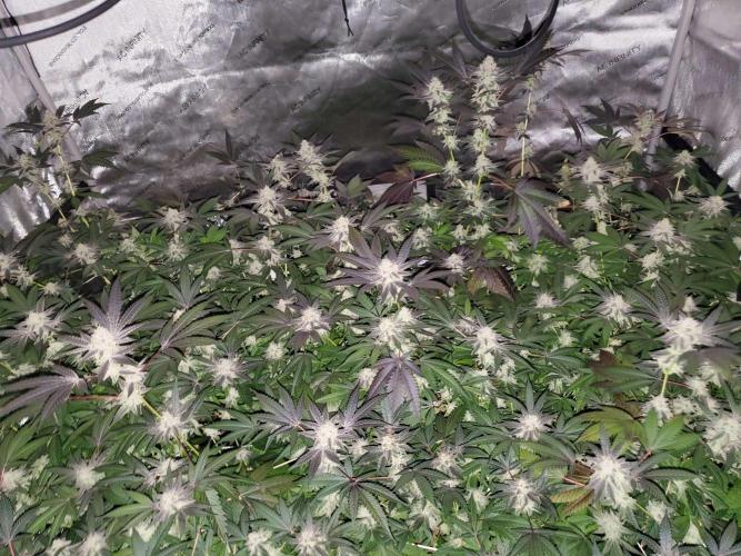 Block Monster Run II. Week 7