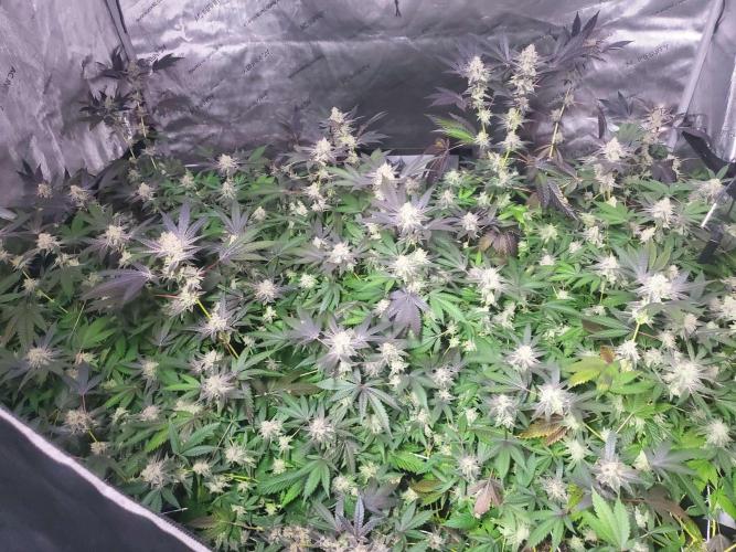 Block Monster Run II. Week 8