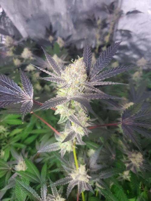 Block Monster Run II. Week 8