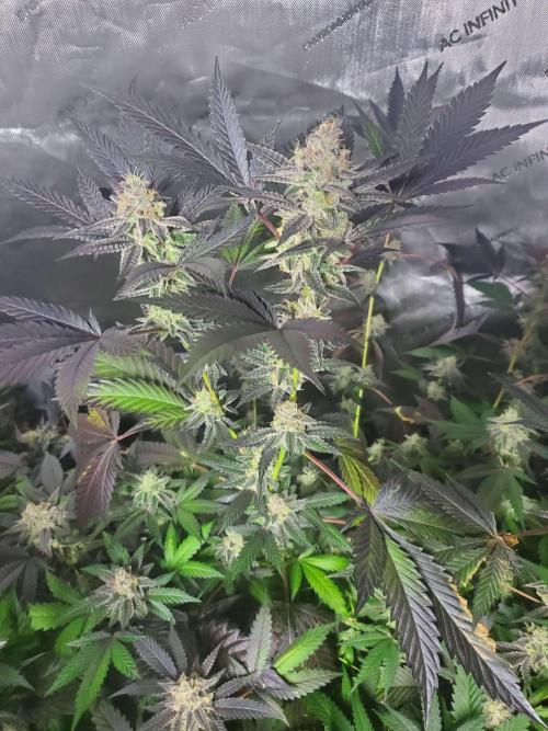 Block Monster Run II. Week 8