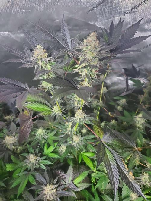 Block Monster Run II. Week 8