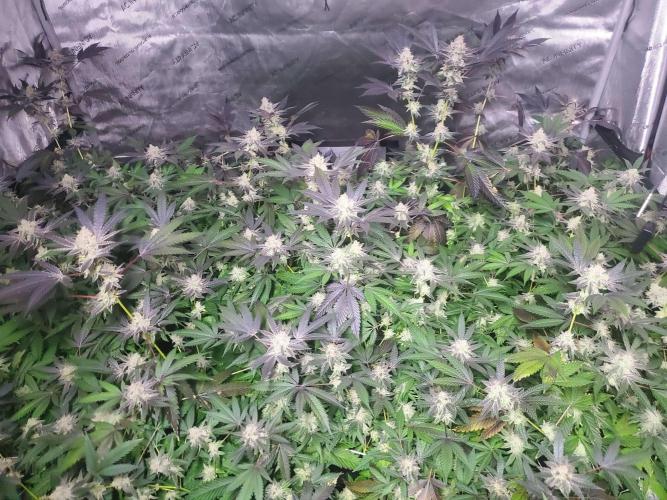 Block Monster Run II. Week 8