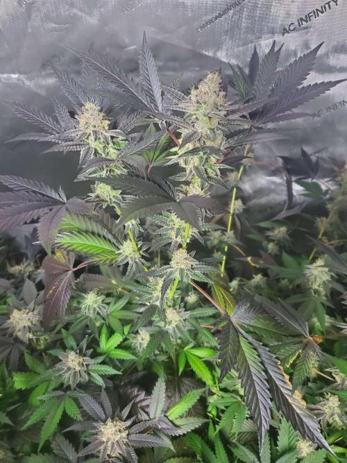 Block Monster Run II. Week 8