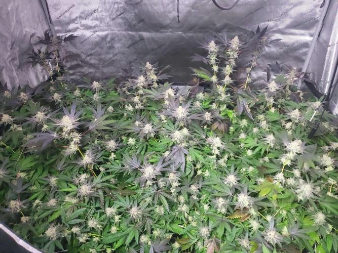 Block Monster Run II. Week 8