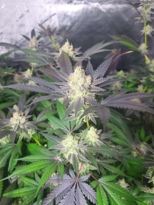 Block Monster Run II. Week 8