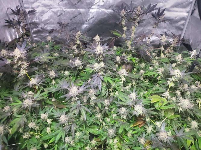 Block Monster Run II. Week 9