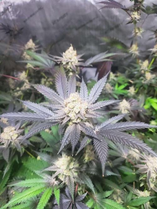 Block Monster Run II. Week 9