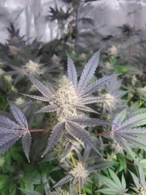 Block Monster Run II. Week 9