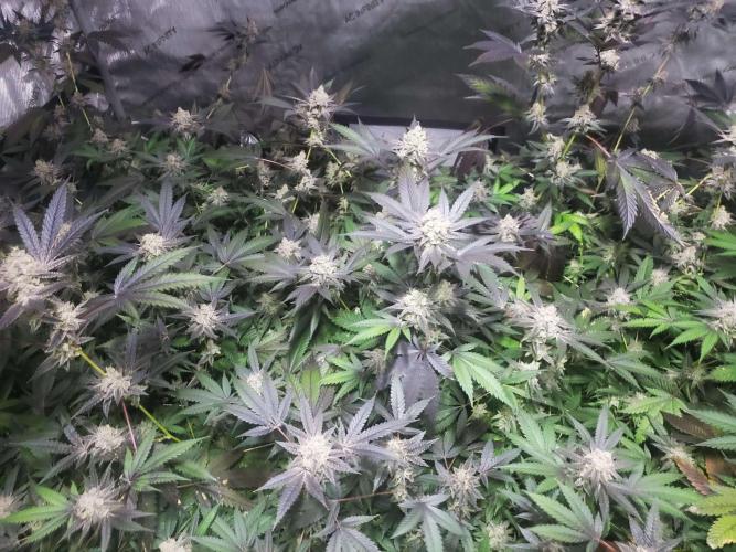 Block Monster Run II. Week 9