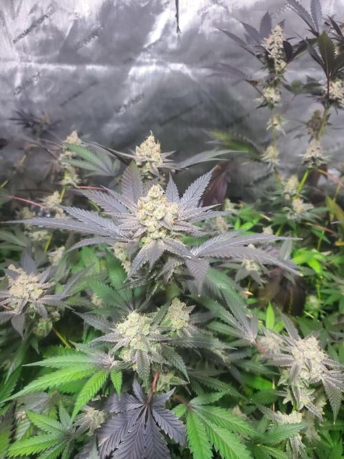 Block Monster Run II. Week 9