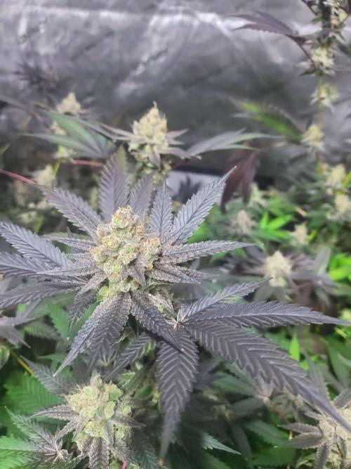 Block Monster Run II. Week 9