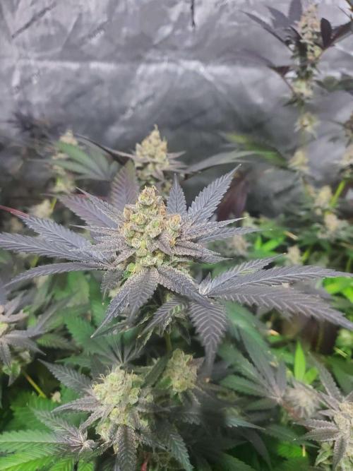 Block Monster Run II. Week 9