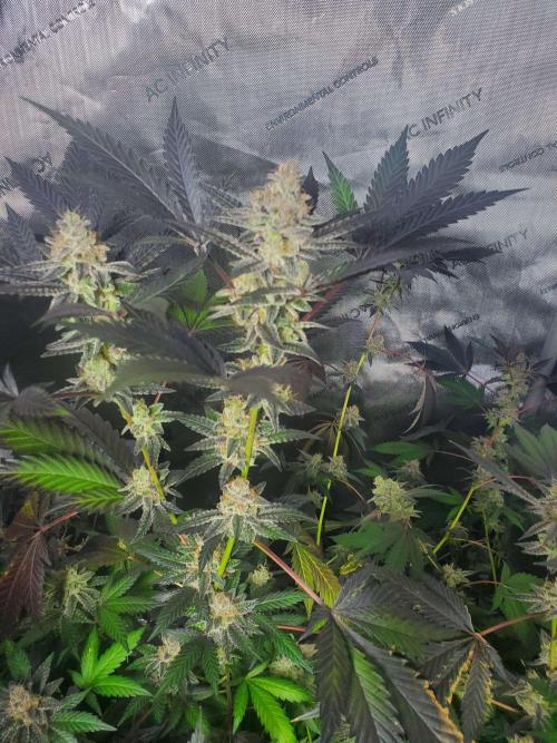 Block Monster Run II. Week 9