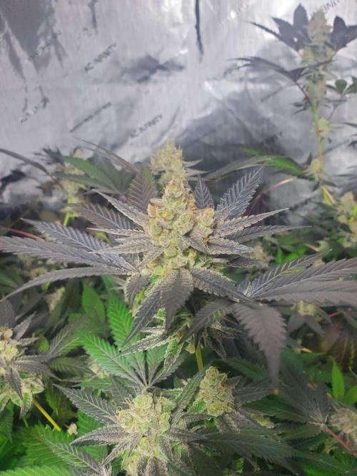 Block Monster Run II. Week 9