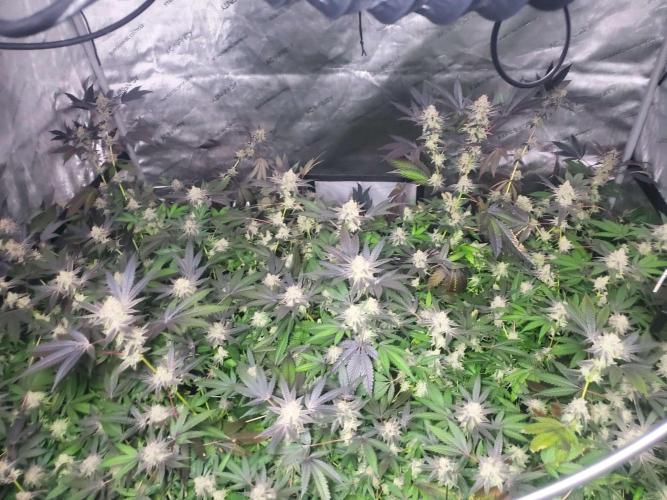 Block Monster Run II. Week 9