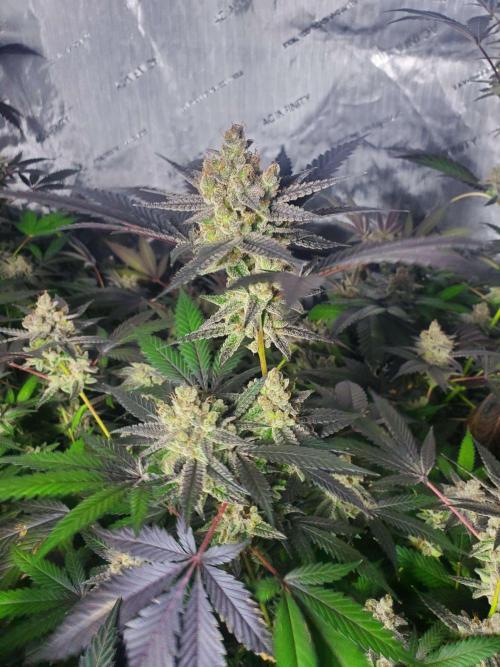 Block Monster Run II. Week 10