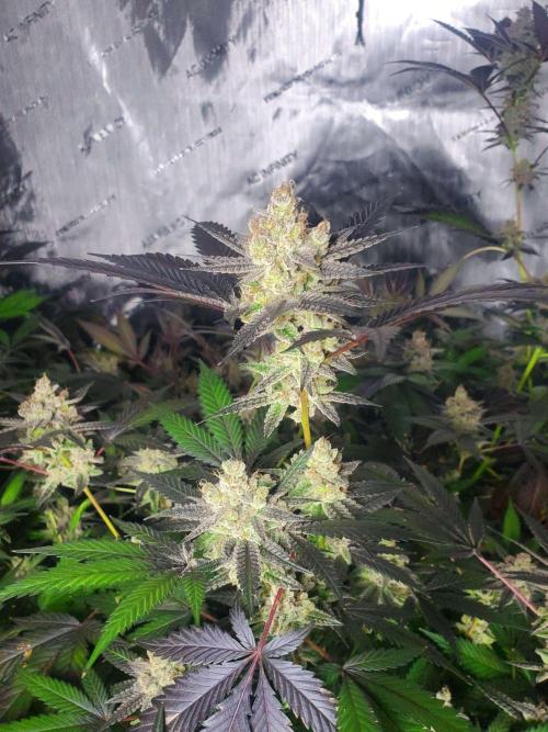 Block Monster Run II. Week 10