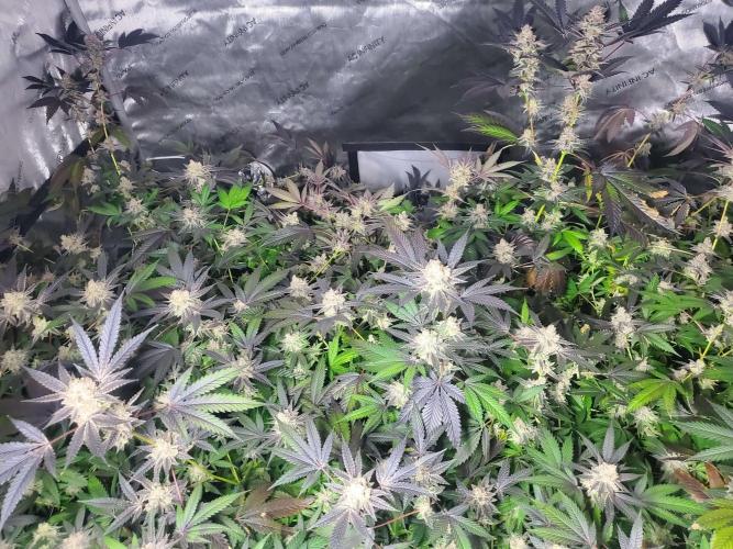 Block Monster Run II. Week 10