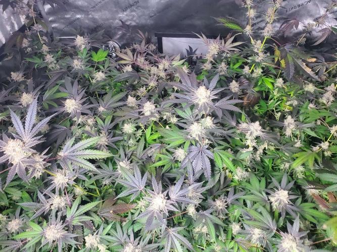 Block Monster Run II. Week 10