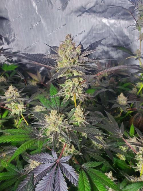 Block Monster Run II. Week 10