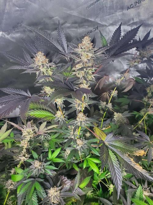 Block Monster Run II. Week 10