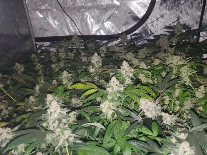Block Monster. Week 8