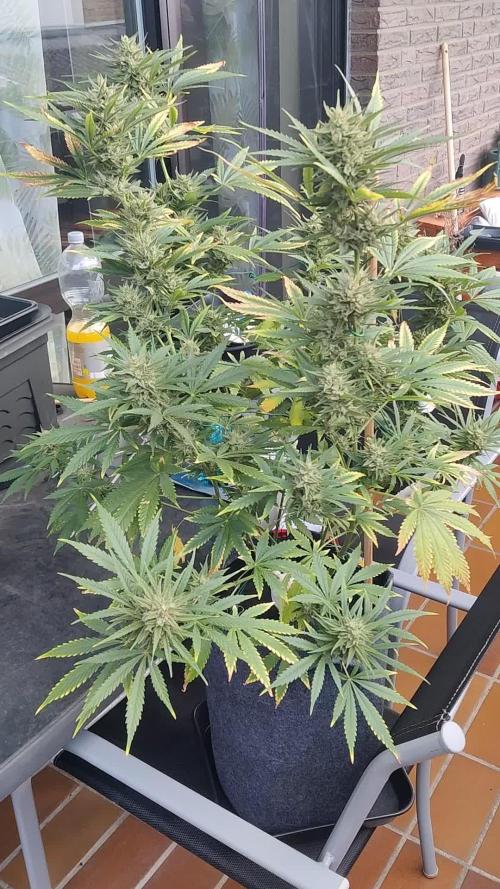 King's Juice Auto 👑
